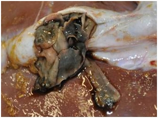Adult liver fluke escaping from the bile duct of a sheep at post-mortem